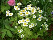 white Painted Daisy, Golden Feather, Golden Feverfew