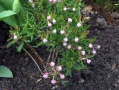 pink Bog Rosemary, Common Bog Rosemary, Marsh Andromeda