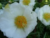 white Sun Plant, Portulaca, Rose Moss