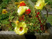 gelb Sonnenpflanze, Portulaca Stieg Moos