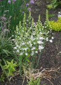 φωτογραφία Λουλούδια κήπου Αστέρι-Του-Βηθλεέμ, Ornithogalum λευκό
