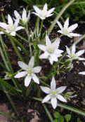 fotoğraf Bahçe çiçekleri Star-Of-Bethlehem, Ornithogalum beyaz