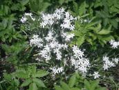 foto Have Blomster Star-Of-Bethlehem, Ornithogalum hvid