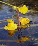yellow Bladderwort