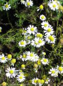 white German Chamomile, Scented Mayweed
