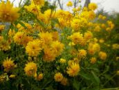 ფოტო ბაღის ყვავილები შავ Eyed Susan, აღმოსავლეთ Coneflower, ფორთოხლის Coneflower, Showy Coneflower, Rudbeckia ყვითელი