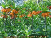 orange Crown Imperial Fritillaria