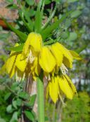 yellow Crown Imperial Fritillaria
