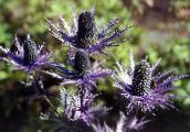 purple Amethyst Sea Holly, Alpine Eryngo, Alpine Sea Holly