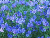 light blue Purple Viper's Bugloss, Salvation Jane, Paterson's Curse, Riverina Bluebell