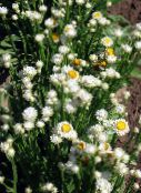 ფოტო ბაღის ყვავილები Winged მარადიული, Ammobium alatum თეთრი