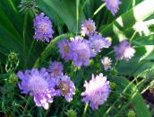 lilac Scabiosa, Pincushion Flower