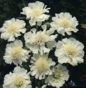 φωτογραφία Λουλούδια κήπου Scabiosa, Μαξιλαράκι Για Καρφίτσες Λουλούδι λευκό