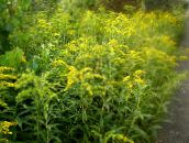 foto Flores do Jardim Goldenrod, Solidago amarelo