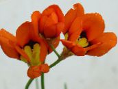 rot Sparaxis, Harlekin Blumen