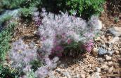 снимка Градински цветове Голяма Бетонен, Stachys розов