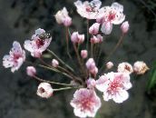 снимка Градински цветове Цъфтежа Rush, Butomus розов