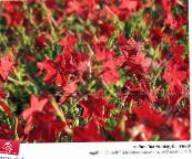 rot Blühenden Tabak