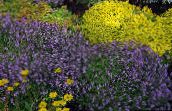 lilac Garden Thyme, English Thyme, Common Thyme