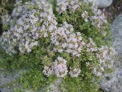 white Garden Thyme, English Thyme, Common Thyme