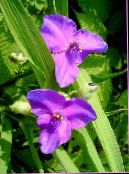 lilac Virginia Spiderwort, Lady's Tears