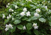 foto I fiori da giardino Trillium, Wakerobin, Fiore Tri, Birthroot bianco