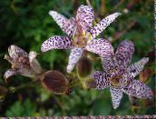 pink Toad Lily