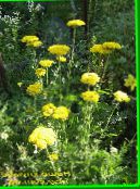 fotoğraf Bahçe çiçekleri Civanperçemi, Staunchweed, Zalim, Thousandleaf, Askerin Woundwort, Achillea sarı