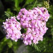 pink Yarrow, Milfoil, Staunchweed, Sanguinary, Thousandleaf, Soldier's Woundwort
