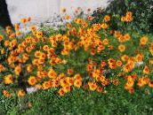 orange Fallschirm Daisy
