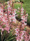 pink Watsonia, Bugle Lily