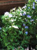 hellblau Winde, Blaue Dämmerung Blumen