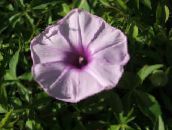 lilac Morning Glory, Blue Dawn Flower