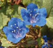 blau Kalifornische Bluebell, Lacy Phacelia, Blau Locken, Raupe, Fiddleneck, Spinnenblume, Wild Heliotrop