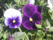 purple Viola, Pansy