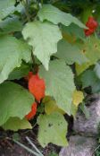 orange Chinesische Laterne Pflanze, Erdbeere Boden Kirsche