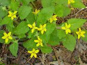 yellow Goldenstar, Green-and-gold