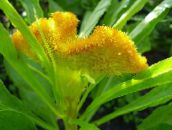 gelb Hahnenkamm, Plume Pflanze, Fischgrätenartig Amaranth