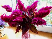 фото Садовые цветы Целозия, Celosia бордовый