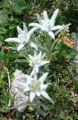 white Edelweiss