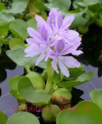 lilac Water hyacinth