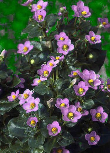 Flores de jardín Violeta Persa, Alemán Violeta (Exacum affine) foto,  cuidado y cultivación, características y plantación
