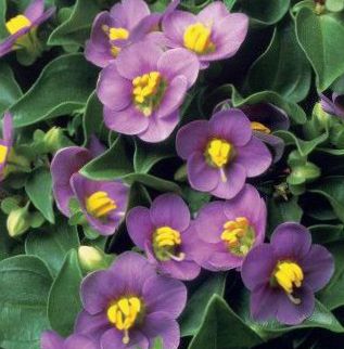 Flores de jardín Violeta Persa, Alemán Violeta (Exacum affine) foto,  cuidado y cultivación, características y plantación