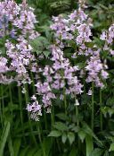 lilac Spanish Bluebell, Wood Hyacinth