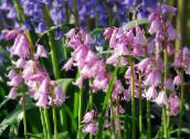 pink Spanish Bluebell, Wood Hyacinth