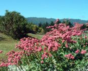 照片 园林花卉 荞, Eriogonum 粉红色