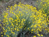 yellow Oregon Sunshine, Woolly Sunflower, Woolly Daisy
