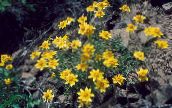 foto Trädgårdsblommor Oregon Solsken, Ullig Solros, Ullig Daisy, Eriophyllum gul