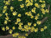 gelb Busch Gänseblümchen, Grün Euryops