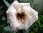 fotografie Zahradní květiny Prérie Hořec, Lisianthus, Texas Bluebell, Eustoma bílá